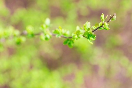 Close up of hedge plant. Springtime bush with fresh young green leaves