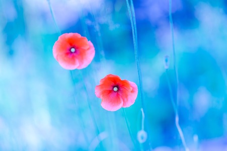 Beautiful poppy flowers with blue mood. Close up of red flowers.の写真素材