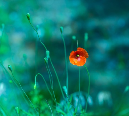 Beautiful poppy flowers with blue mood. Close up of red flowers.の写真素材
