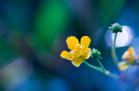 Beautiful yellow buttercup flower macro. Close up of yellow flower growing on meadow.の写真素材