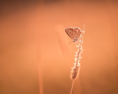 Beautiful macro of morning butterfly on sitting on plant on green meadow.の写真素材