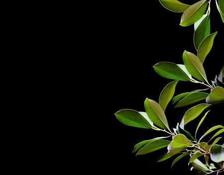 Leaves of exotic plant on on black backgroundの写真素材