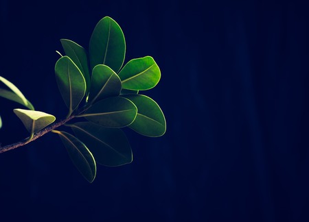 Leaves of exotic plant on on black backgroundの写真素材