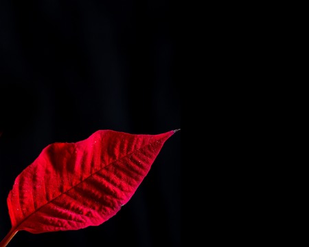 Leaves of exotic plant on on black backgroundの写真素材