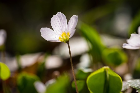 Beautiful small flowers of wood sorrel blooming in early springtime in forests.の写真素材
