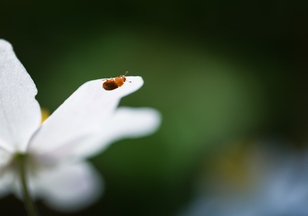 Beautiful white springtime anemones in close up. Early spring flowers.の写真素材
