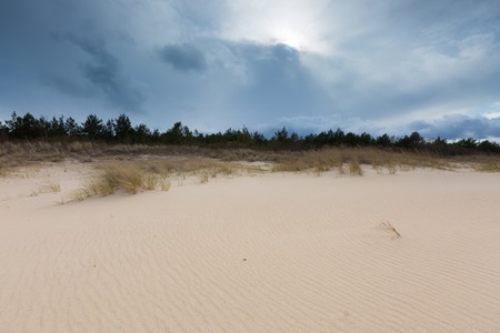 Beautiful sea shore with wild grass and shore plants. Baltic sea coast.の写真素材