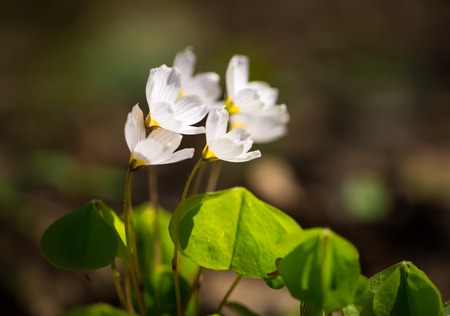 Beautiful small flowers of wood sorrel blooming in early springtime in forests.の写真素材
