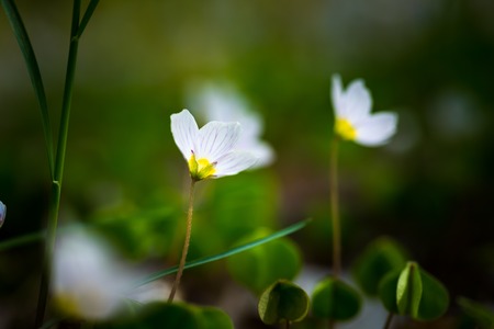 Beautiful small flowers of wood sorrel blooming in early springtime in forests.