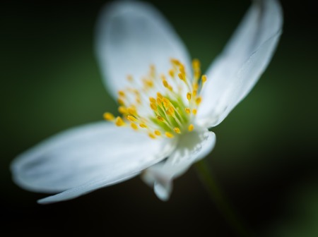 Beautiful white springtime anemones in close up. Early spring flowers.
