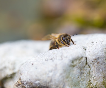 Close up of honeybee resting on ground. Beautiful insect macro.の写真素材