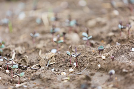 Sprouts of buckwheat. Close up of growing small buckwheat - photographed in may.