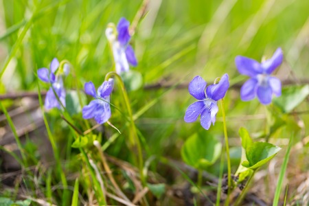 Beautiful wild violets photographed in forest in may. Close up of wildflowers