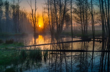 Beautiful sunrise over foggy wetlands. Wild polish landscape.の写真素材