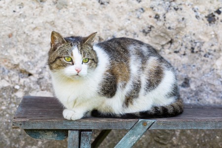 Cat outdoor portrait. Domestic cat photographed in outdoor light.の写真素材