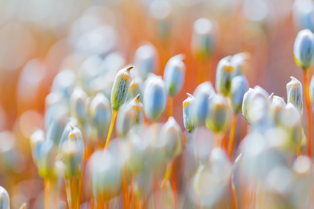 Beutiful blooming moss close up. Details of plant growing in forest.の写真素材