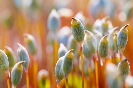 Beutiful blooming moss close up. Details of plant growing in forest.の写真素材