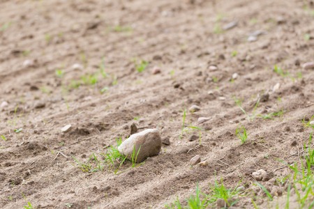 Cultivated field with rocks. close up of plowed and sown fieldの写真素材