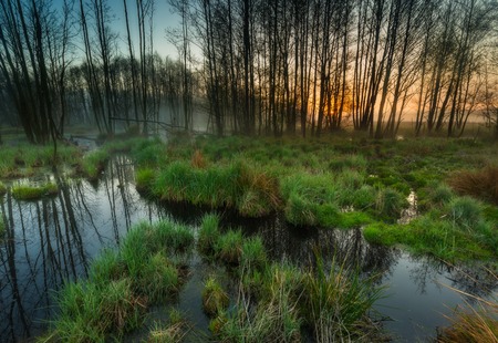 Beautiful sunrise over foggy wetlands. Wild polish landscape.の写真素材