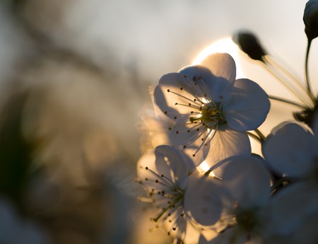 Beautiful white flowers of cherry tree. Close up of fruit tree branch with flowers.の写真素材
