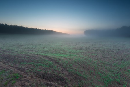 Green field landscape with small cereal plants. Springtime sunrise landscapeの写真素材