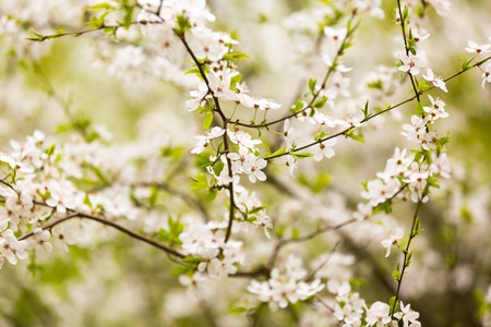 Beautiful blooming cherry tree in springtime. White flowers on tree.