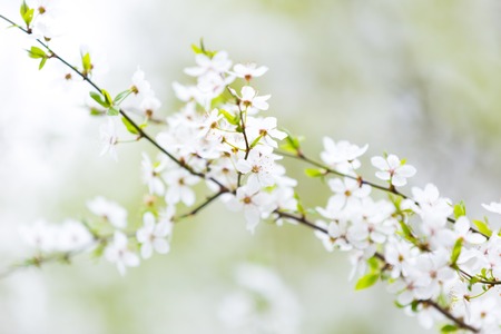 Beautiful blooming cherry tree in springtime. White flowers on tree.の写真素材