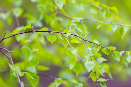 Beautiful background of new, fresh birch leaves on branch. Green leaves background.の写真素材