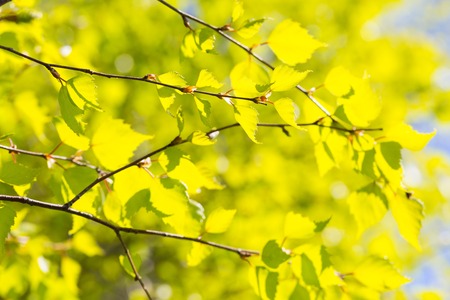 Beautiful background of new, fresh birch leaves on branch. Green leaves background.の写真素材