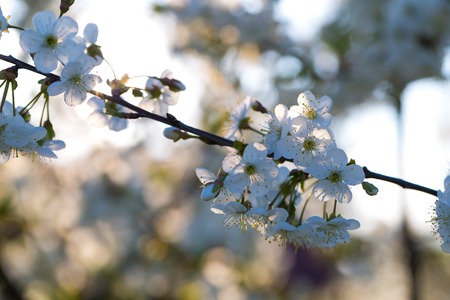 Beautiful blooming cherry tree in springtime. White flowers on tree.の写真素材