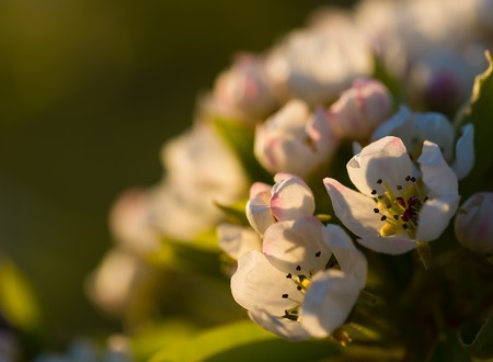 Beautiful blooming cherry tree in springtime. White flowers on tree.の写真素材