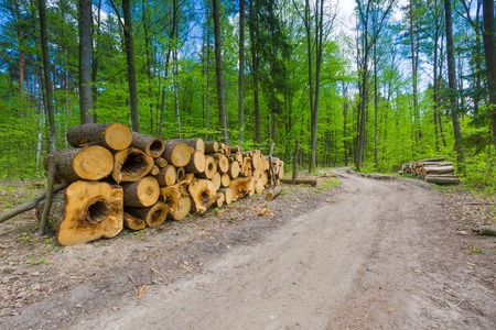 Beautiful green springtime forest landscape. European natural forest with fresh green young leaves....