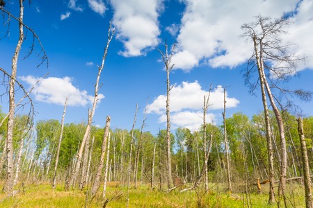 Beautiful landscape with wetlands at springtime. Green wetlands with dead trees trunk photographed in spring. Polish landscape.の写真素材