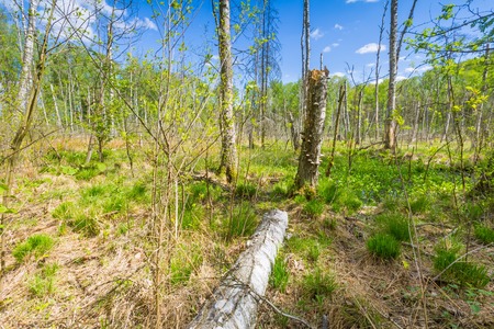 Beautiful landscape with wetlands at springtime. Green wetlands with dead trees trunk photographed in spring. Polish landscape.の写真素材