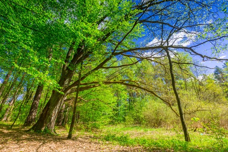 Beautiful green springtime forest landscape. European natural forest with fresh green young leaves. Good weather landscape.の写真素材