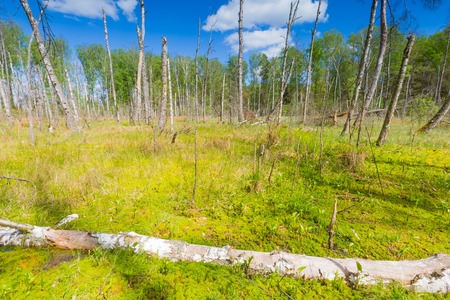 Beautiful landscape with wetlands at springtime. Green wetlands with dead trees trunk photographed in spring. Polish landscape.の写真素材