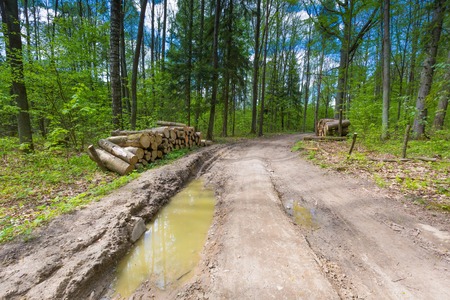 Beautiful green springtime forest landscape. European natural forest with fresh green young leaves. Good weather landscape.の写真素材