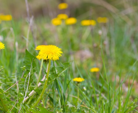 Beautiful yellow dandelions flowers close up. Springtime flowers in nature.の写真素材