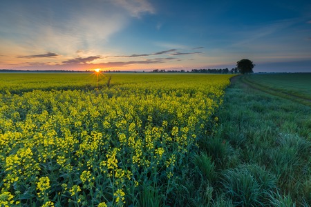 Blooming rapeseed field sunrise. Beautiful agricultural landscape of calm countryside in springtime.の写真素材