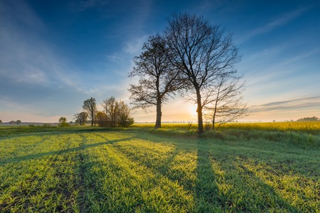 Beautiful springtime idyllic sunrise over young cereal field. Beautiful polish countryside.の写真素材