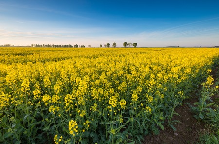 Blooming rapeseed field sunrise. Beautiful agricultural landscape of calm countryside in springtime.の写真素材