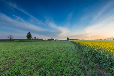 Blooming rapeseed field sunrise. Beautiful agricultural landscape of calm countryside in springtime.の写真素材