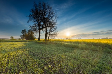 Blooming rapeseed field sunrise. Beautiful agricultural landscape of calm countryside in springtime.の写真素材