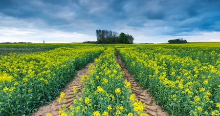 Blooming rapeseed field under cloudy sky. Beautiful agricultural landscape.