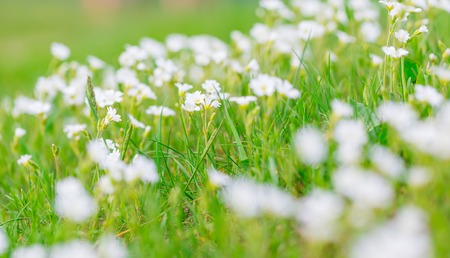 Blooming white flowers of chickweed in green grass. Nature springtime flowers background.の写真素材