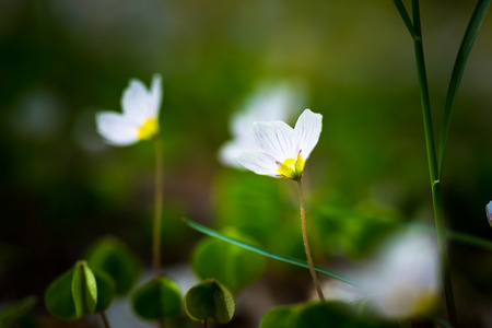 Beautiful small flowers of wood sorrel blooming in early springtime in forests.の写真素材