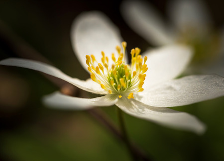 Beautiful white springtime anemones in close up. Early spring flowers.の写真素材