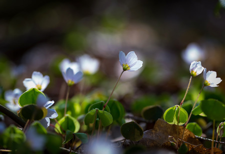 Beautiful small flowers of wood sorrel blooming in early springtime in forests.の写真素材
