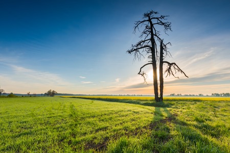Morning over young cereal field. Beautiful calm countryside at springtime.の写真素材
