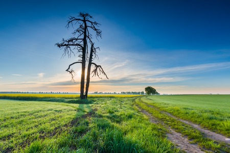 Morning over young cereal field. Beautiful calm countryside at springtime.の写真素材